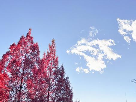 紅葉した木と青い空 紅葉した木と青い空の写真