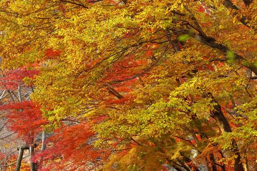Burning autumn, JPG Burning autumn, autumn leaves, yellow leaves, red, JPG