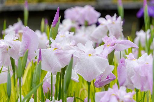 Iris flowers blooming in the spring light, JPG