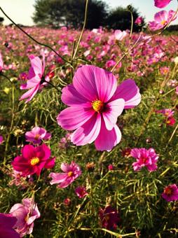 コスモスの写真