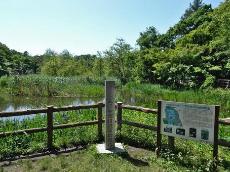 石神井公園 三宝寺池沼沢植物群落 石神井公園 三宝寺池沼沢植物群落の写真