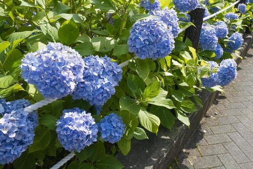 Blue hydrangea, hydrangea, flower, plant, JPG