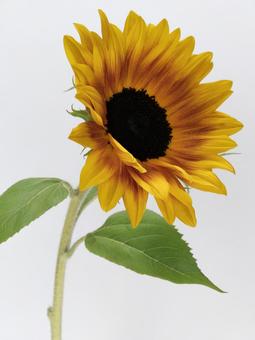 ひまわりの花 ひまわりの花の写真