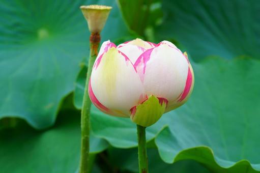 白とピンクの蓮の花 白とピンクの蓮の花の写真