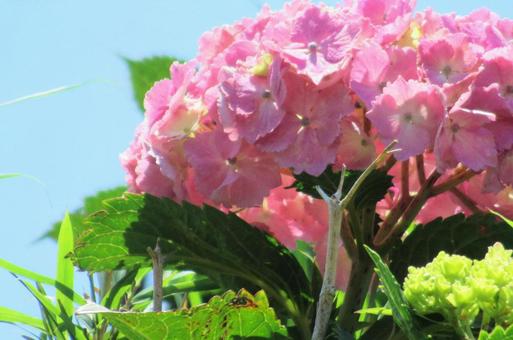 アジサイの花 アジサイの花の写真