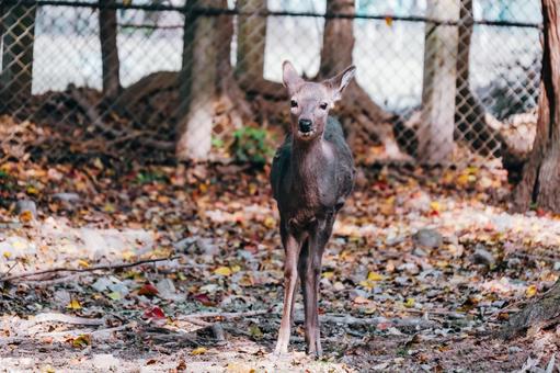 私が奈良公園をご案内します鹿です 鹿,動物,哺乳類の写真素材