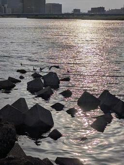 多摩川の鳥(夕焼け) 多摩川の鳥(夕焼け) 多摩川,夏,自然の写真素材
