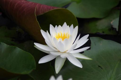季節の花474 季節の花474の写真