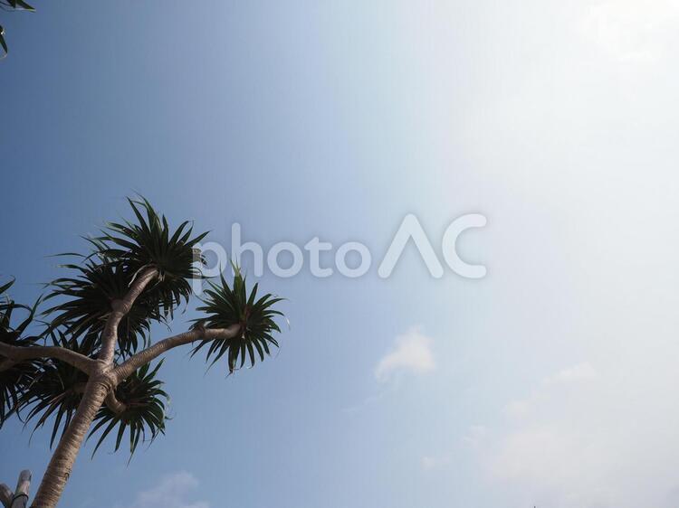 夏の日差しとヤシの木 夏の日差し,ヤシの木,青空の写真素材