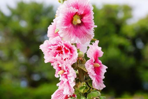 6月上旬の仏生山公園のタチアオイの花 6月上旬の仏生山公園のタチアオイの花 タチアオイ,花,植物の写真素材