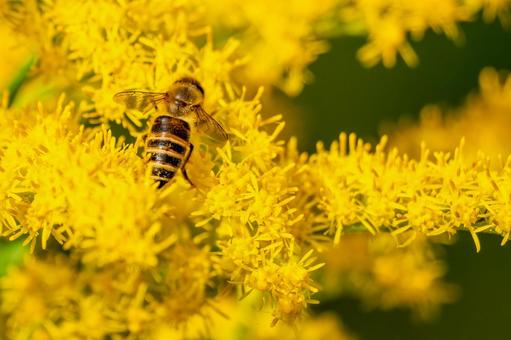 ミツバチとセイタカアワダチソウ⑽ ミツバチとセイタカアワダチソウ⑽の写真