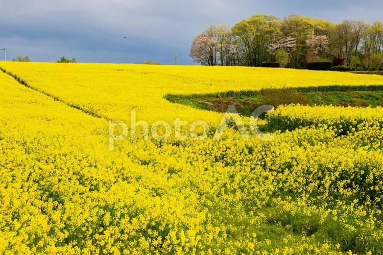菜の花畑(28) 春,黄色,花の写真素材