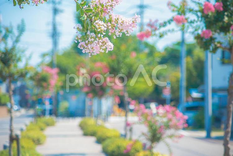 夏の風景　百日紅の咲く歩道４ 百日紅,花,植物の写真素材