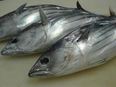 Sujikatsuo, ซาชิมิ, อ่อน, กิน, JPG