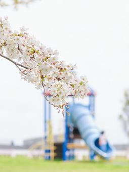 Photo, cherry blossoms, sakura, spring, 