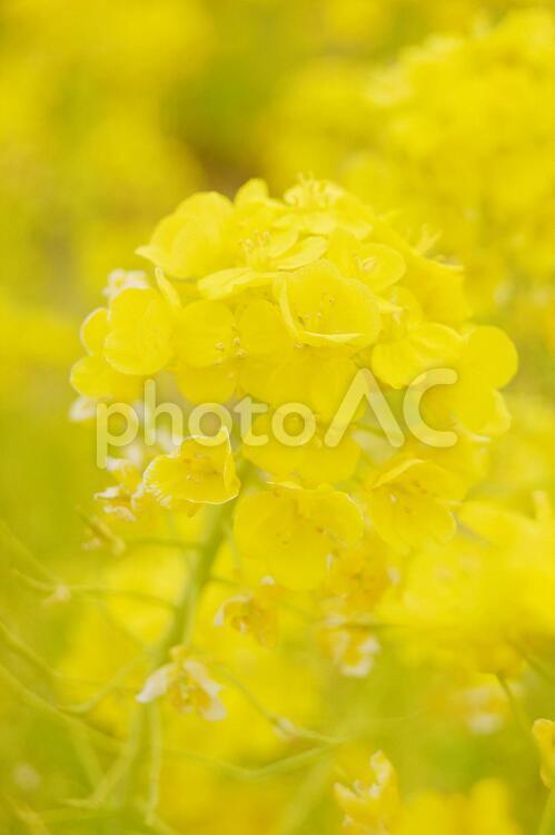 菜の花　風にゆられて 花,植物,春の写真素材