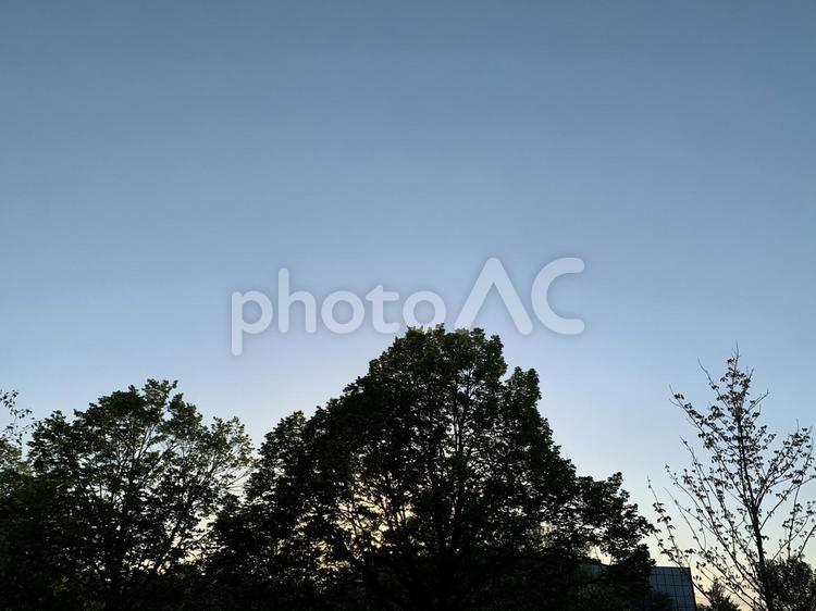 夕暮れ アメリカ,青空,木の写真素材