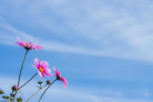 コスモスと青空 コスモス,花,秋イメージの写真素材