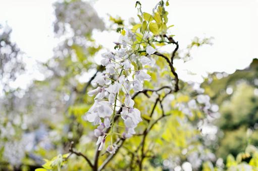 藤の花 藤の花の写真