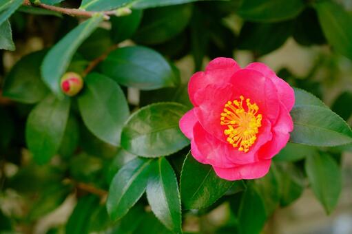 サザンカ 山茶花,さざんか,椿の写真素材
