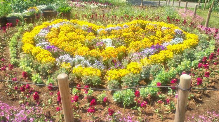 ハートの形の花壇 ハート,花壇,花の写真素材