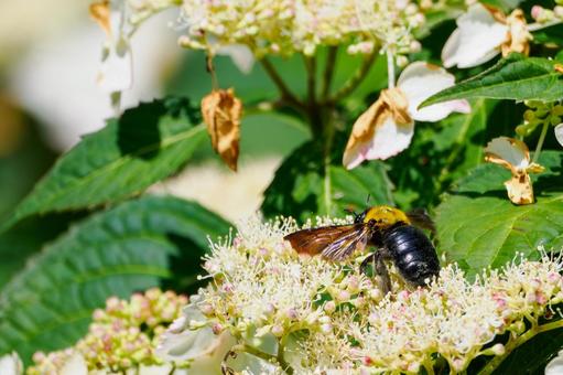 Photo, early summer, bear, honeybee family, 