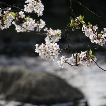 小川と桜 小川と桜の写真