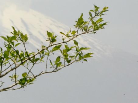 富士山ボケ背景-8 富士山ボケ背景-8の写真