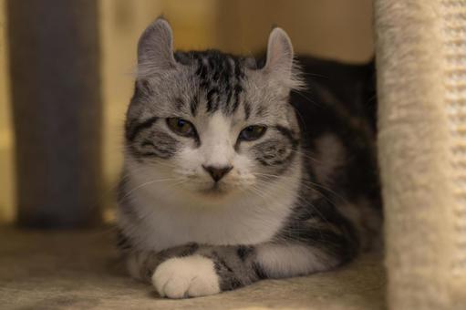 ねこ3 ネコ,アメリカンカール,優しいの写真素材