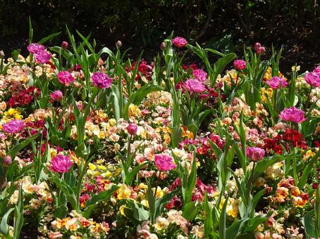 Flowers in the flowerbed-4, JPG Flowers in the flowerbed-4, JPG