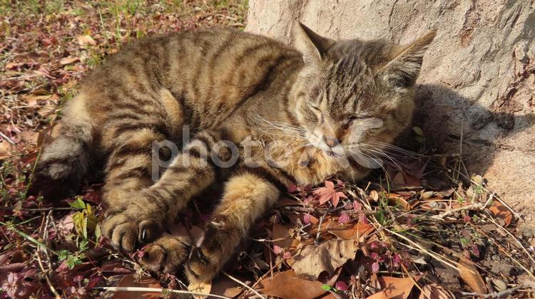 大木の根元でうたた寝するカワイイ猫様 猫,キジトラ,昼寝の写真素材