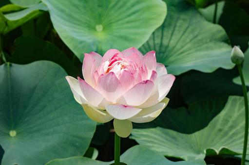 Lotus flower close-up, JPG Lotus flower close-up, JPG