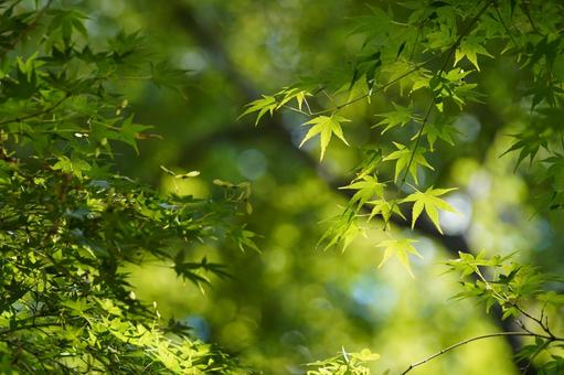 初秋の青もみじ 初秋の青もみじ 青紅葉,青もみじ,秋の写真素材