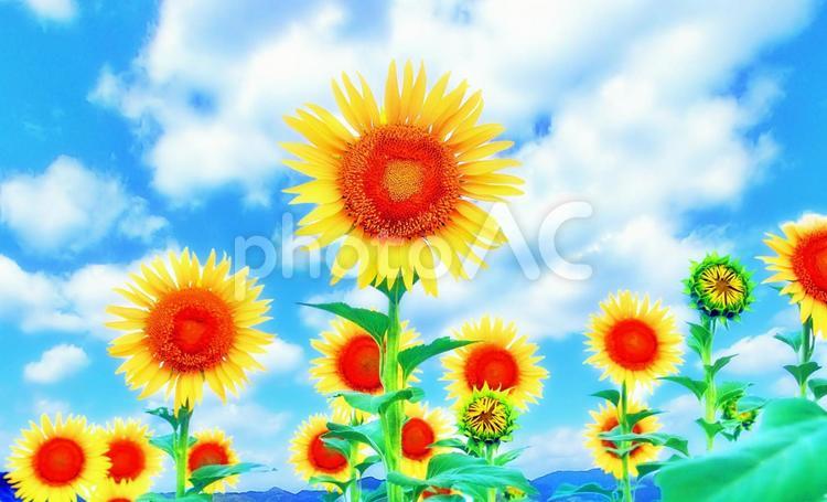 ひまわりの花と晴れ空 ひまわり,花,夏の花の写真素材