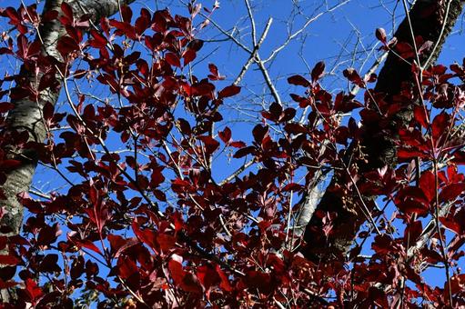 紅葉するドウダンツツジ属の木 紅葉,ドウダンツツジ,ツツジの写真素材