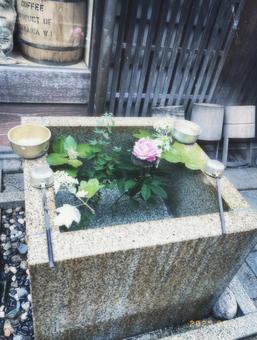 手水花 手水花 手水,花,自然の写真素材