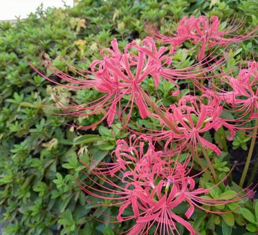 曼珠沙華 曼珠沙華,彼岸花,カミナリバナの写真素材