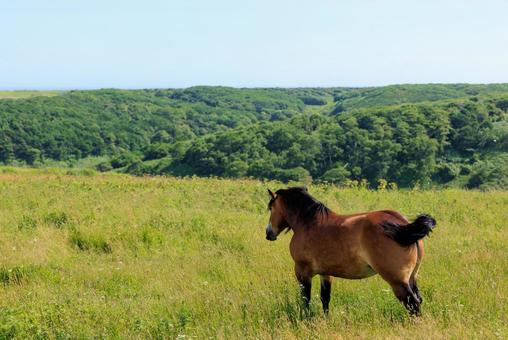 Photo, the horse of kiritappu, horse, kiritappu, 