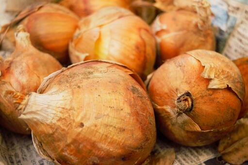 玉葱の陰干し 玉葱,オニオン,陰干しの写真素材