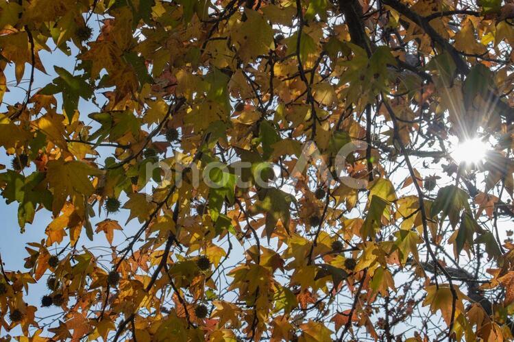 紅葉と黄葉と太陽　モミジバフウ 黄葉,紅葉,モミジバフウの写真素材