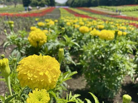 黄色いマリーゴールドの花畑 マリーゴールド,6月,7月の写真素材