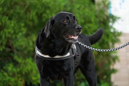 お散歩中のラブラドールレトリバー お散歩中のラブラドールレトリバー 犬,ラブラドール,ラブラドールレトリバーの写真素材