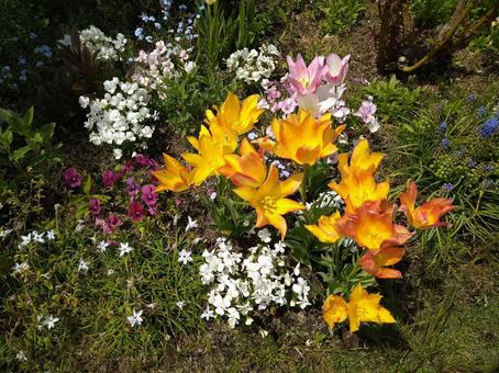 花 その13 花 その13の写真