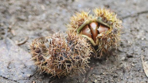 秋の始まりの写真