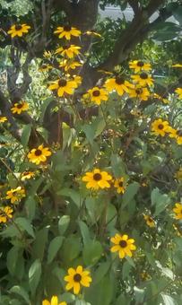 黄色の花 黄色の花の写真