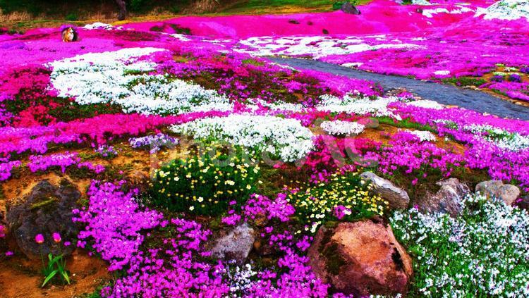 満開に咲き誇る芝桜 芝桜,花,蝦夷富士の写真素材