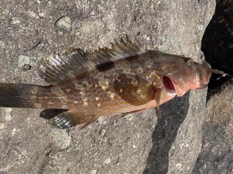 キジハタ(アコウ) キジハタ(アコウ) キジハタ,アコウ,根魚の写真素材