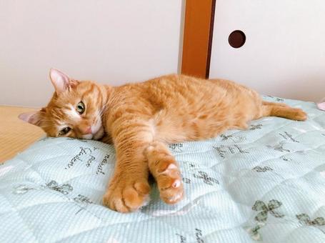 茶トラ猫 茶トラ猫 ねこ,猫,にゃんこの写真素材