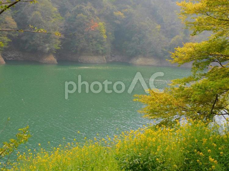 菜の花のある景色 菜の花,風景,自然の写真素材