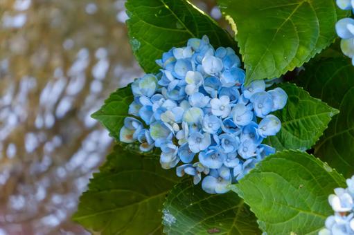 水辺に咲く青い紫陽花 水辺に咲く青い紫陽花 紫陽花,青,花の写真素材